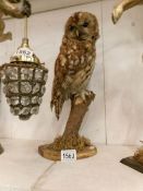 Taxidermy - an owl