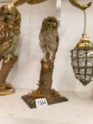 Taxidermy - a little owl