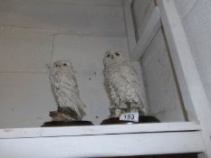 2 Country Artist's snowy owls,