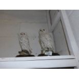 2 Country Artist's snowy owls,