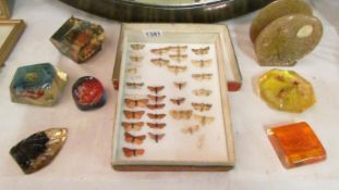 A collection of resin paperweights containing sea creatures and a case of mounted moths