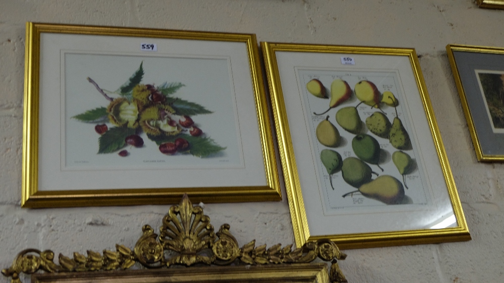 Pair gilt framed wall pictures – studies of pears & chestnuts
