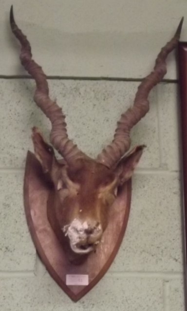 Taxidermy gazelle head mounted on a wood