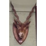 Taxidermy gazelle head mounted on a wood