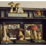 Collection of laboratory mushroom specim