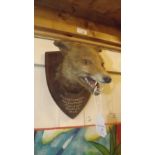 Taxidermy fox's head mounted on an oak s