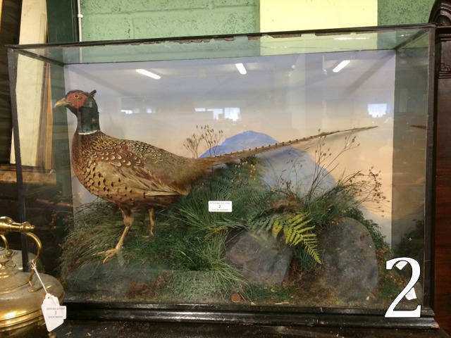 Taxidermy pheasant mounted in a glazed c