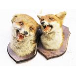 A pair of taxidermy fox heads mounted - one having a tail
