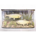 A pair of taxidermy dace in curved glass display case. Caught by R.G. Robinson July 1905 weight