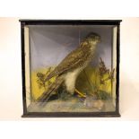 A taxidermy sparrow hawk grasping a bullfinch in glass case. Early 20th century. H36cm