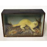 A taxidermy stoat in glass case. Makers label George Sim. Early 20th century. L35cm