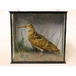 A taxidermy woodcock or snipe in glass case. Early 20th century. L33cm