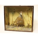 A taxidermy red legged partridge in glass case. Early 20th century. H38cm