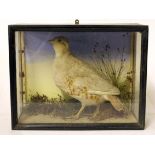 A taxidermy ptarmigan in glass case. Early 20th century. L30.5cm