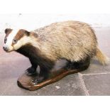 A taxidermy badger. Makers label J. Crowdson. Early 20th century. L70cm