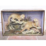 A pair of taxidermy otters in glass case. Makers label J Hutchins. Early 20th century