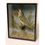 A taxidermy green woodpecker in glass case. Early 20th century. H37cm