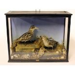 A pair of taxidermy sandpipers in glass case. Early 20th century. L35cm