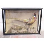 A taxidermy pheasant and grouse in glass case. Early 20th century. L91cm