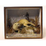 A taxidermy stoat in glass case. Makers label George Sim. Early 20th century. L33cm