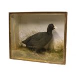 A taxidermy coot in glass case. Makers label Cole & Son. Early 20th century. L4.5cm