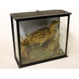 A taxidermy corn crake or land rail in glass case. Early 20th century. L30.5cm