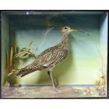 A taxidermy curlew in glass case. Early 20th century. L51cm