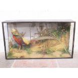 A taxidermy golden pheasant in glass case. Early 20th century L102cm