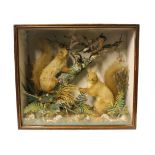 A pair of taxidermy red squirrel and a bullfinch in glass case. Early 20th century. L49cm