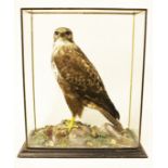 A taxidermy buzzard in glass case. Early 20th century. H52cm