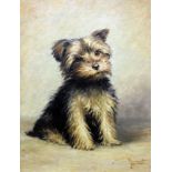 Margaret Boden. Yorkshire Terrier puppy. Oil on board. 40cm x 29cm. Signed