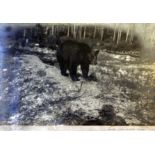 A photographic print of a black bear taken in Johnson Canon Canadian Rockies. 42cm x 29cm.