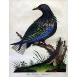 "The Nicolas Pigeon". Coloured engraving. 13cm x 19cm.