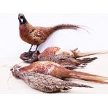 A taxidermy pheasant on wooden base and four others