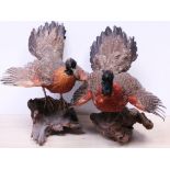 A pair of taxidermy tragopan pheasants on wooden bases