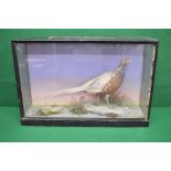 Taxidermy pheasant contained in display