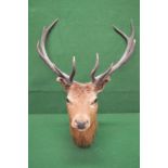 Taxidermy stags head having five point a
