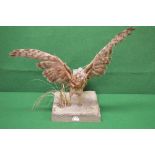 Taxidermy of a Kestrel taking flight, st