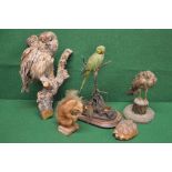 Group of five taxidermy animals to inclu