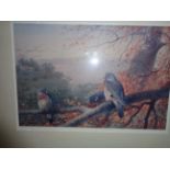 A framed print "Woodpigeon" - signed Arc