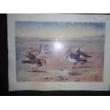 A framed print "Lapwing & Common Sandpip