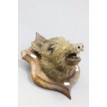 A Taxidermy Baby Bears Head mounted on wooden shield