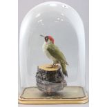 A Taxidermy Woodpecker on log base contained in a large glass domed case