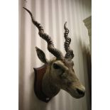 A Taxidermy Antelope head on shield