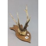 A Set of Mounted Row Deer Horns on oak shield