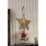 A Hanging Resin Skeleton Rib Cage on stand