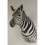 Taxidermy Zebra Head and Shoulders