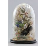 A Taxidermy Display of Four Birds in naturalistic setting contained in a glass dome