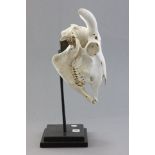 A Mounted Goat or Sheep Skull