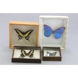 Four framed & glazed mounted Butterflies